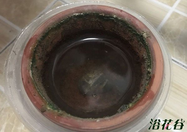 水培生根后转土培的方法（图）