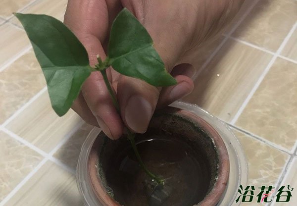 水培生根后转土培的方法（图）