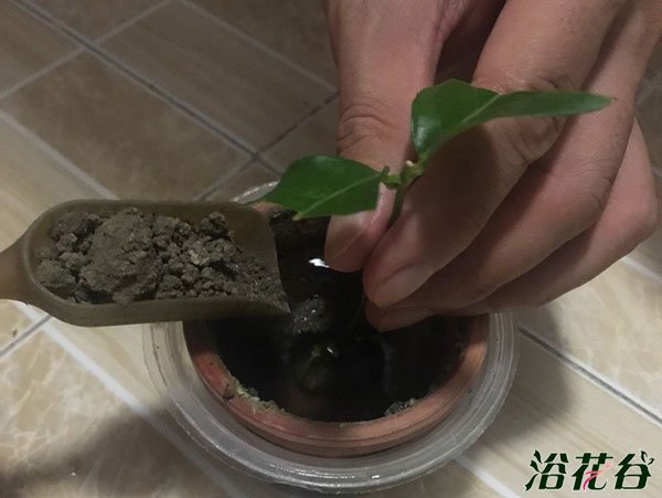 水培生根后转土培的方法（图）