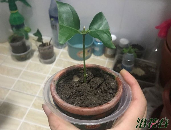 水培生根后转土培的方法（图）
