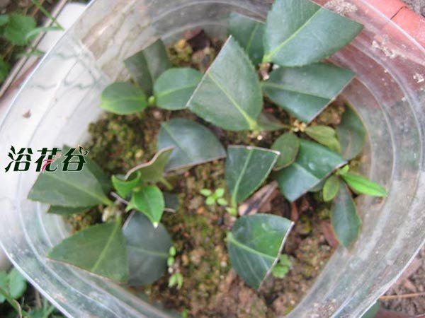 <a href='https://www.ahuacao.com/guanhuazhiwu/52.html' target='_blank'><u>茶花</u></a>扦插