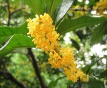 桂花扦插做好6个环节