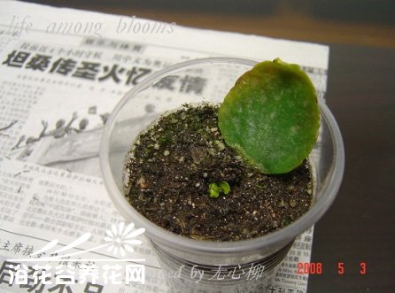 长寿花的叶片繁殖