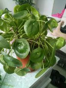 镜面草怎么分株(图文)