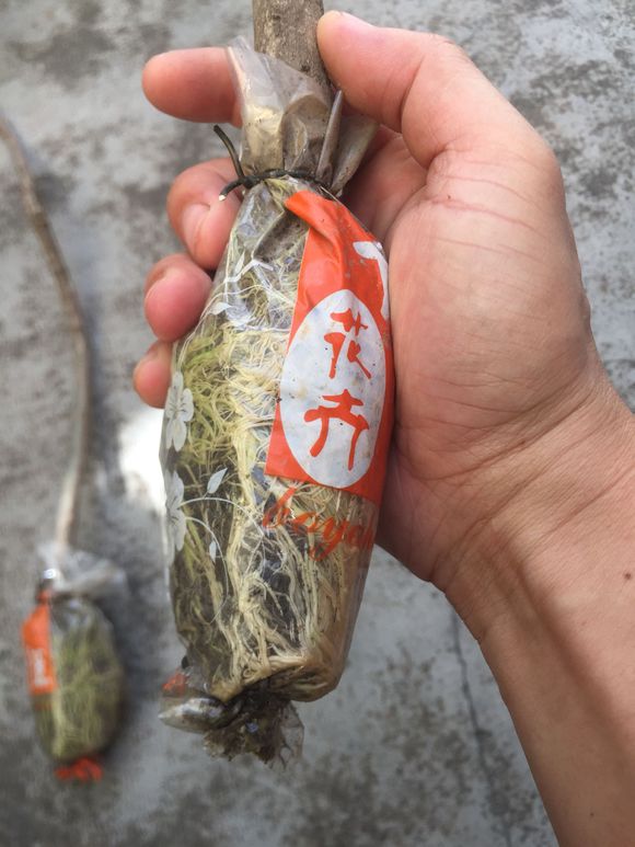 <a href='https://www.861230.com/guanhuazhiwu/11.html' target='_blank'><u>栀子花</u></a>高压繁殖