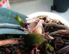 蝴蝶兰砍头后怎么养（附颈部发芽图）