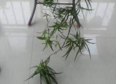 吊兰小苗怎样快速生根