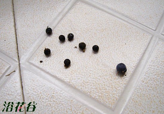 文竹种子播种方法