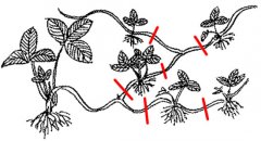 草莓苗走茎从哪里剪断（图）