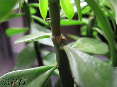 青叶麒麟的繁殖（扦插）
