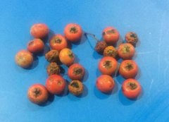 火棘种子怎么种，发芽率90%
