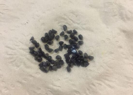火棘种子怎么种，发芽率90%