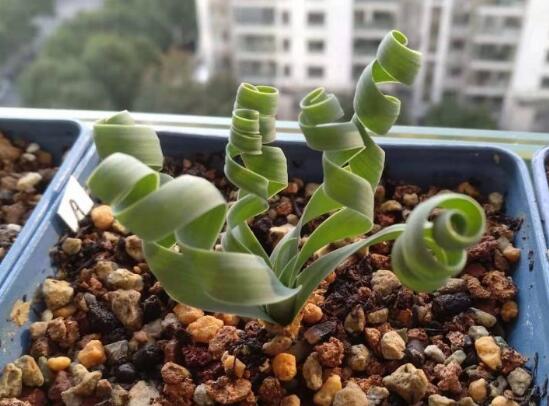 弹簧草种子怎么播种