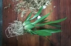 文心兰繁殖(结合分盆)