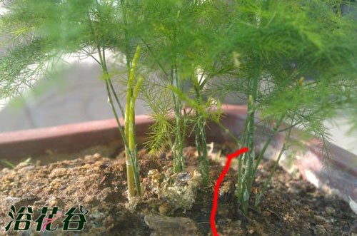 文竹的繁殖方法图解