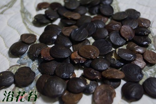 <a href='https://www.861230.com/guanhuazhiwu/6605.html' target='_blank'><u>紫藤</u></a>的种子怎么种