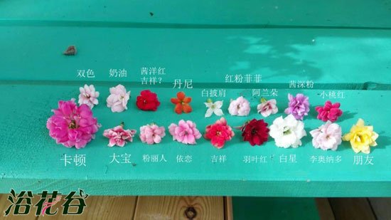 冬天扦插长寿花能活吗