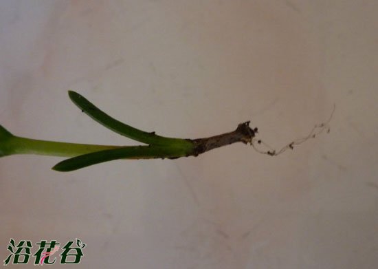 松叶菊繁殖（图解）