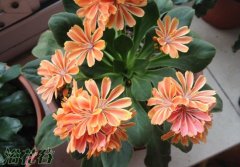 露薇花什么时候播种