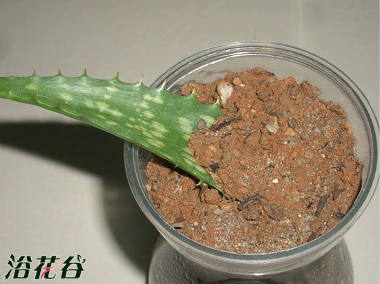 芦荟如何叶插繁殖