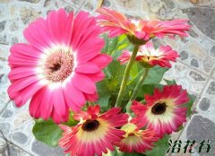 非洲菊如何繁殖（分株、播种、扦插）