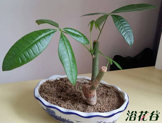 发财树扦插繁殖方法图解