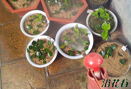 <a href='https://www.ahuacao.com/guanhuazhiwu/52.html' target='_blank'><u>茶花</u></a>的扦插方法图解""