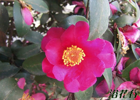 <a href='https://www.861230.com/guanhuazhiwu/6778.html' target='_blank'><u>茶梅</u></a>什么时候插枝条比较好