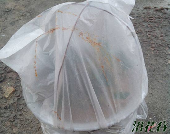 <a href='https://www.ahuacao.com/guanhuazhiwu/52.html' target='_blank'><u>茶花</u></a>的扦插方法图解
