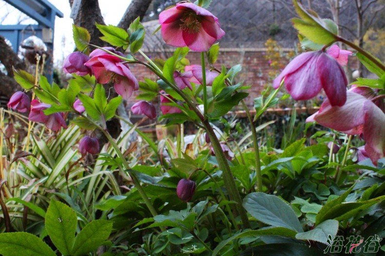 铁筷子花