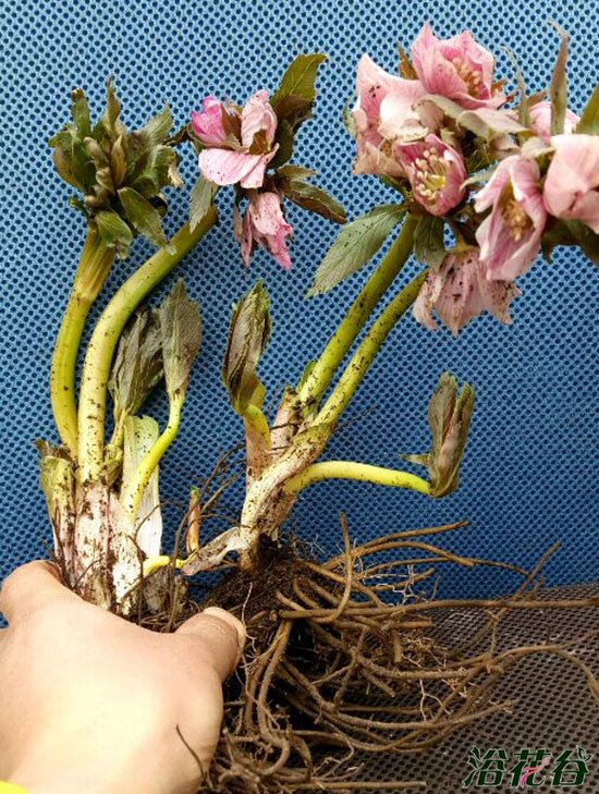 铁筷子花分株