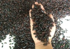 腊梅种子种植方法和注意事项|经验篇
