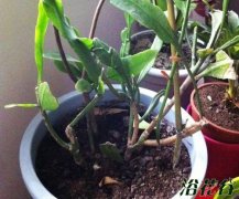 昙花换盆浅谈（附昙花什么时候换盆）