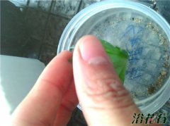 玉露砍头以后不发根(附玉露生根方法)