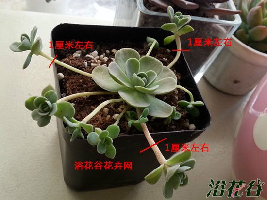 子持莲华扦插