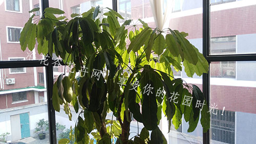 大叶伞扦插方法
