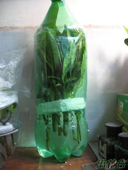 <a href='https://www.861230.com/guanhuazhiwu/11.html' target='_blank'><u>栀子花</u></a>的水培扦插