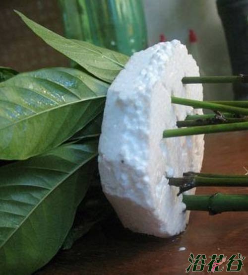 <a href='https://www.861230.com/guanhuazhiwu/11.html' target='_blank'><u>栀子花</u></a>的水培扦插