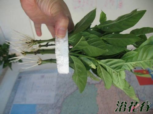 <a href='https://www.861230.com/guanhuazhiwu/11.html' target='_blank'><u>栀子花</u></a>的水培扦插