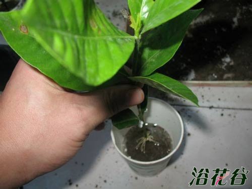 <a href='https://www.861230.com/guanhuazhiwu/11.html' target='_blank'><u>栀子花</u></a>的水培扦插