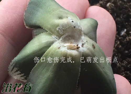 十二卷砍头（发根篇)