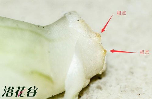 十二卷砍头（发根篇)