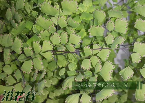 铁线蕨孢子如何繁殖
