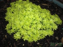 黄金万年草繁殖