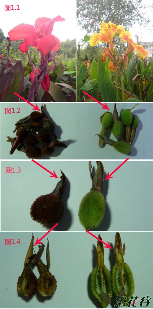 <a href='https://www.861230.com/guanhuazhiwu/6706.html' target='_blank'><u>美人蕉</u></a>繁殖
