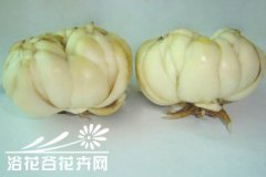 卷丹百合的分株繁殖方法