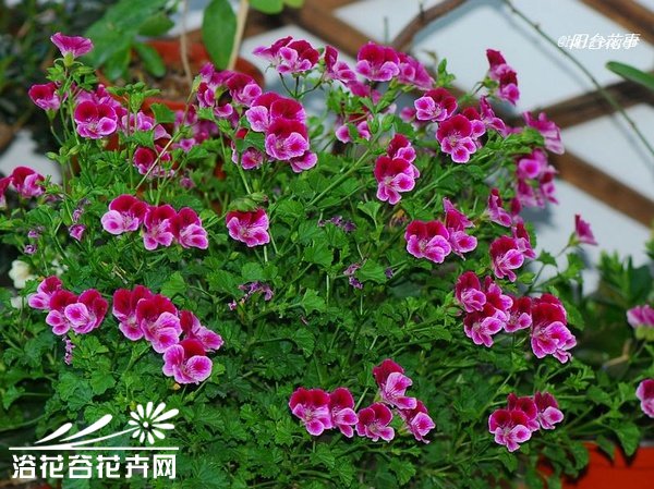 天使之眼扦插记录（图文）