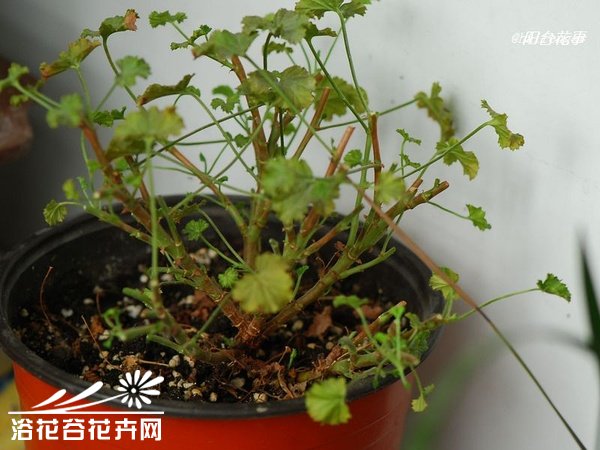 天使之眼扦插记录（图文）