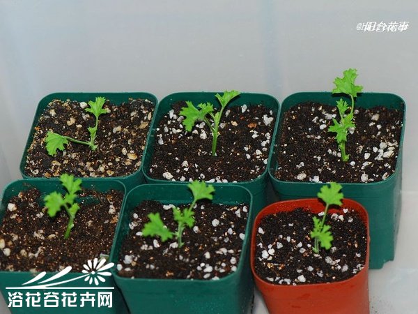 天使之眼扦插记录（图文）