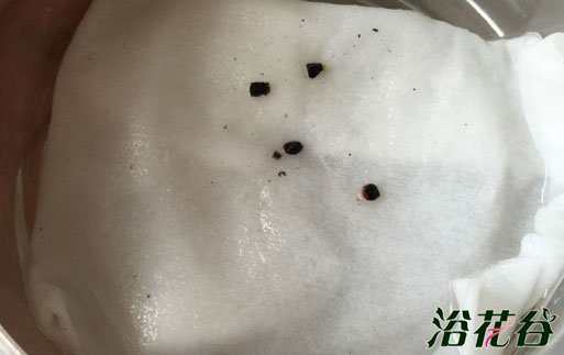 芦荟女王播种的4种方法